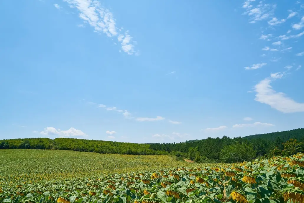 Photosynthesis: Nature's Ultimate Energy Conversion Process